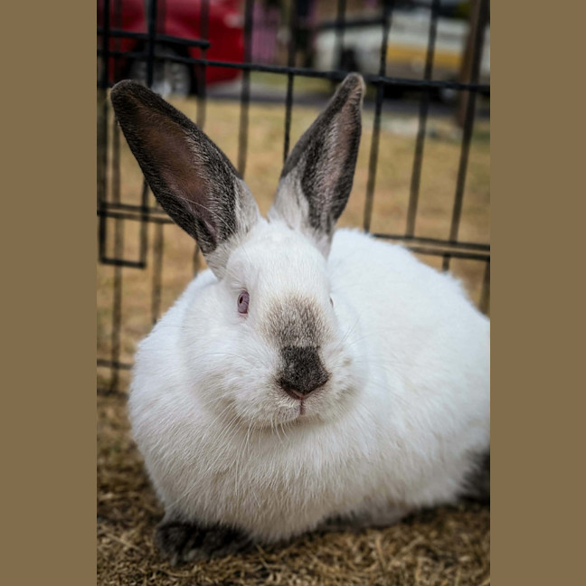 Photo of Pearl