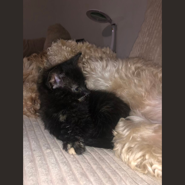 Photo of Misstachio   2 Month Old Domestic Short(trial)