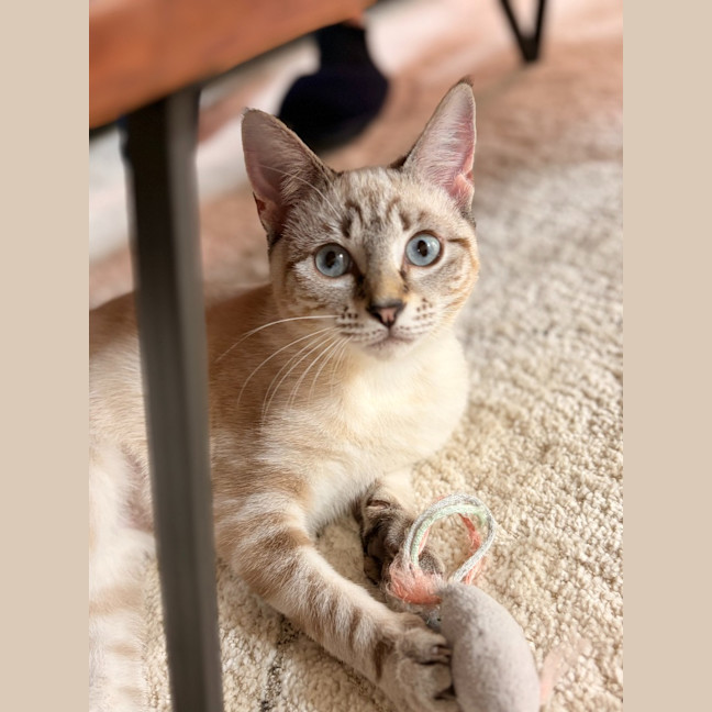 Photo of Latte / Macchiato