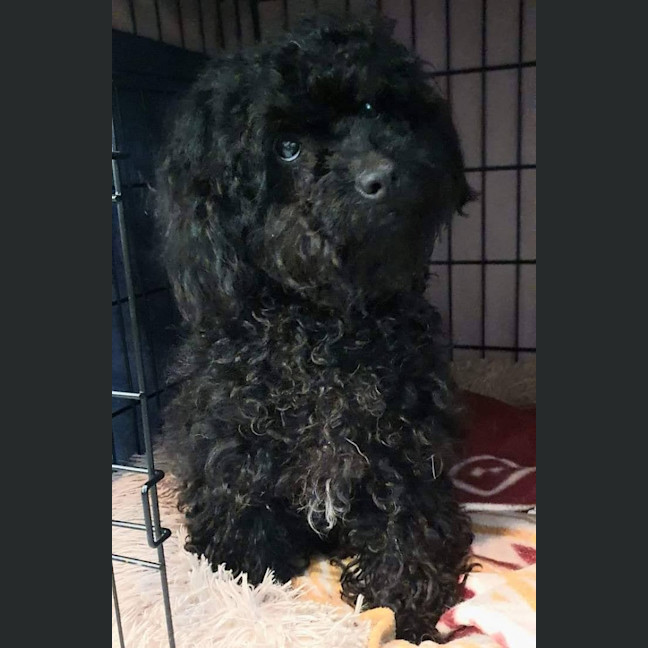 Photo of Gertie