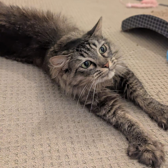 Photo of Lulu