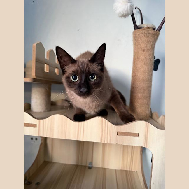 Photo of Latte