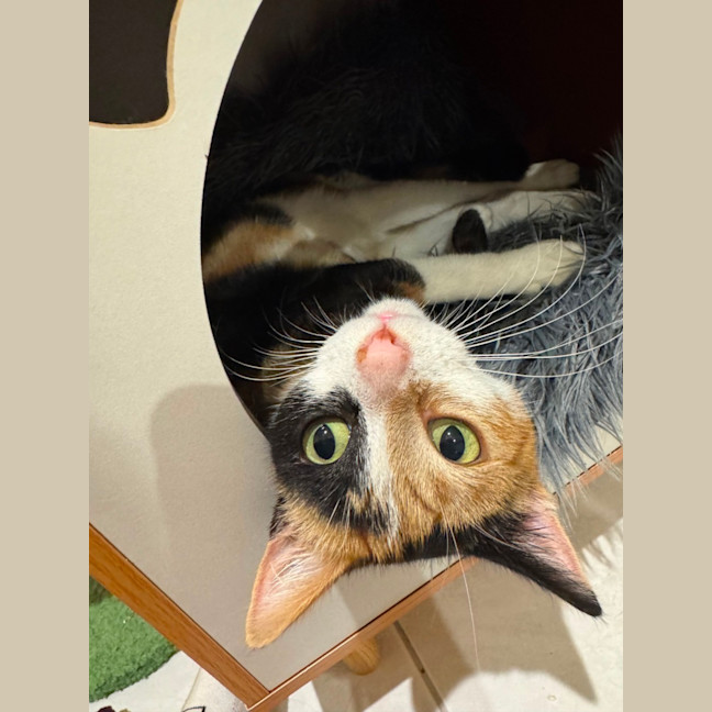 Photo of Mittens