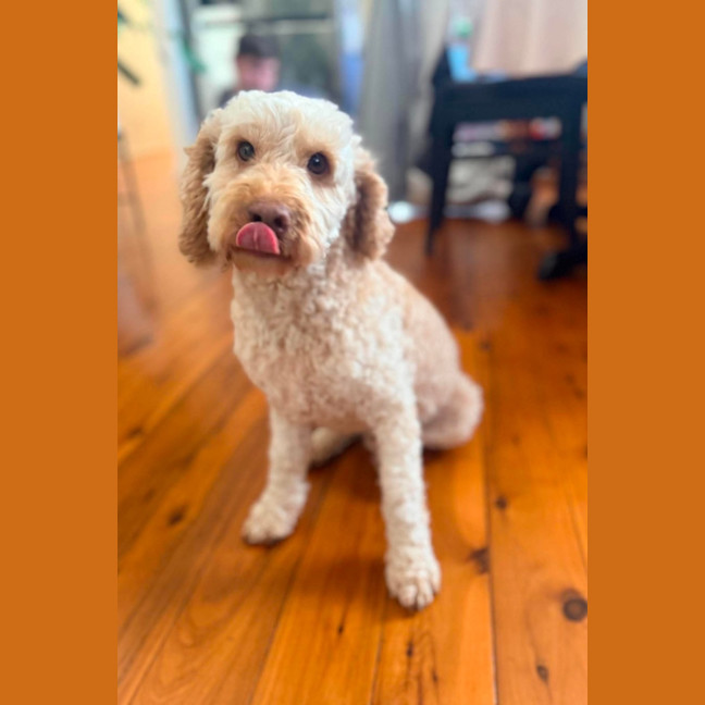 Photo of Benny 🐶 