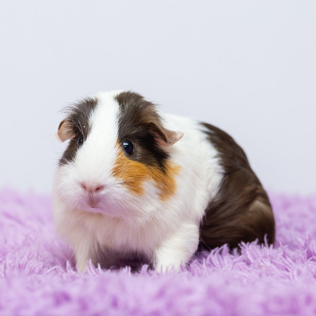 Photo of Olive