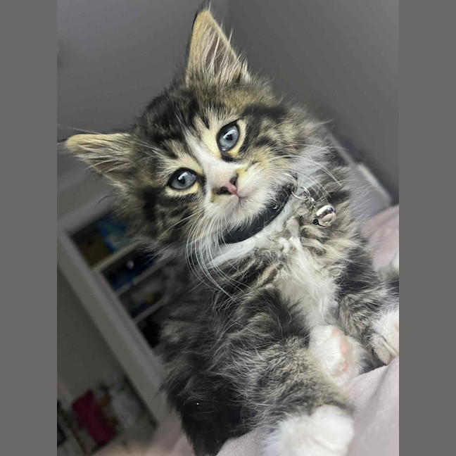 Photo of Rydor   Located In Pakenham