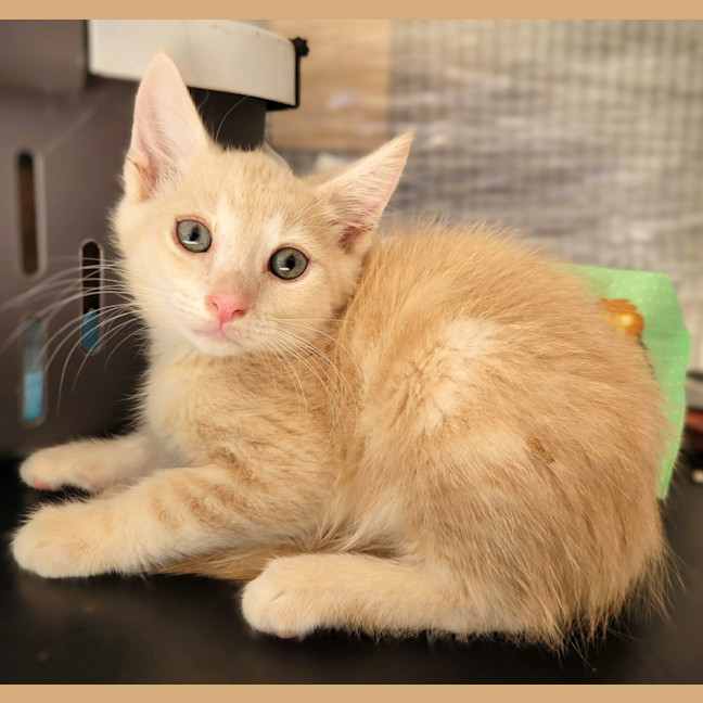 Photo of Rudolph 🦌