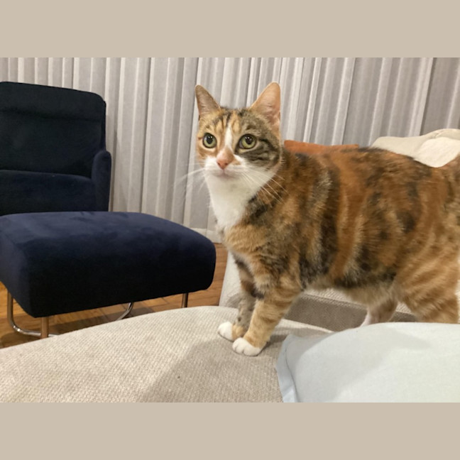 Photo of Mumma Cat