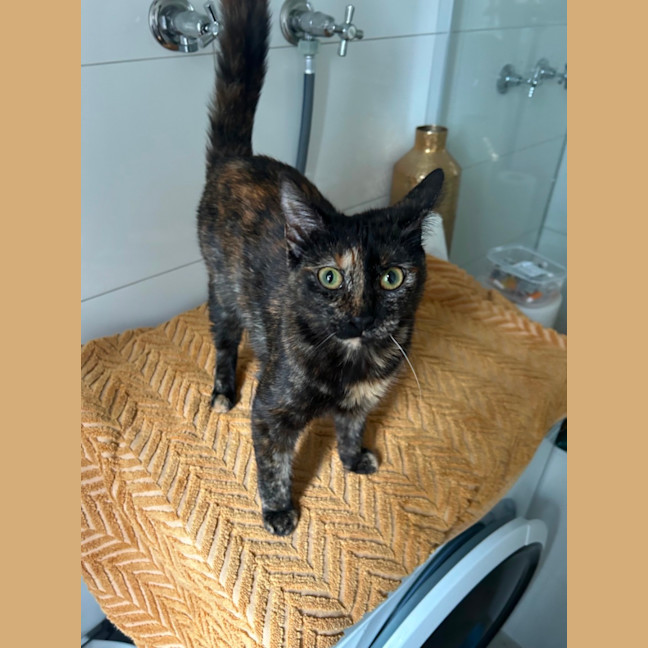 Photo of Strawberry 🍓 