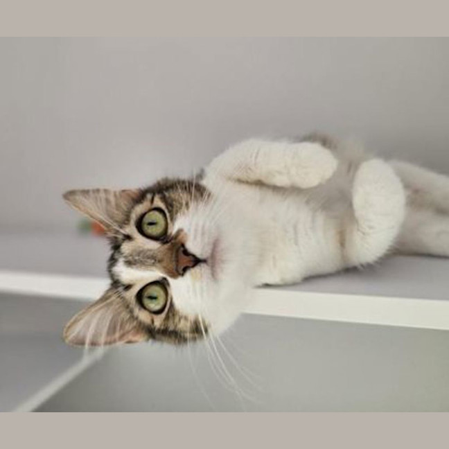 Photo of Lulu
