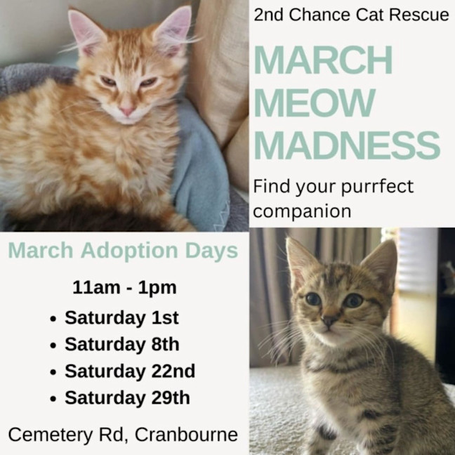 Photo of Mickey ** 2nd Chance Cat Rescue**