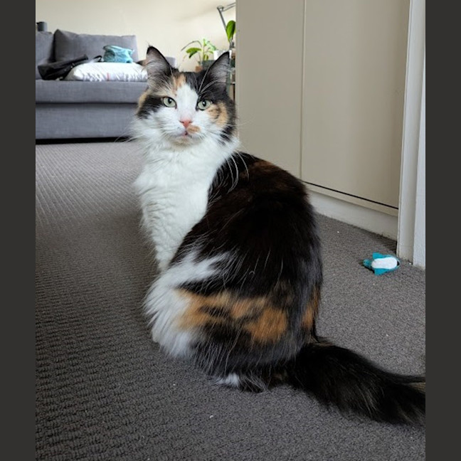 Photo of Cleocatra