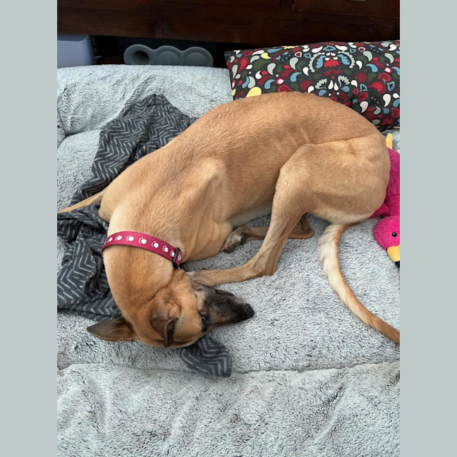 Photo of Bella, The Greyhound