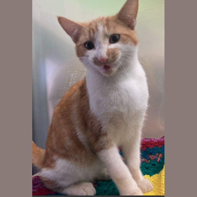 Photo of Ginger Ninja