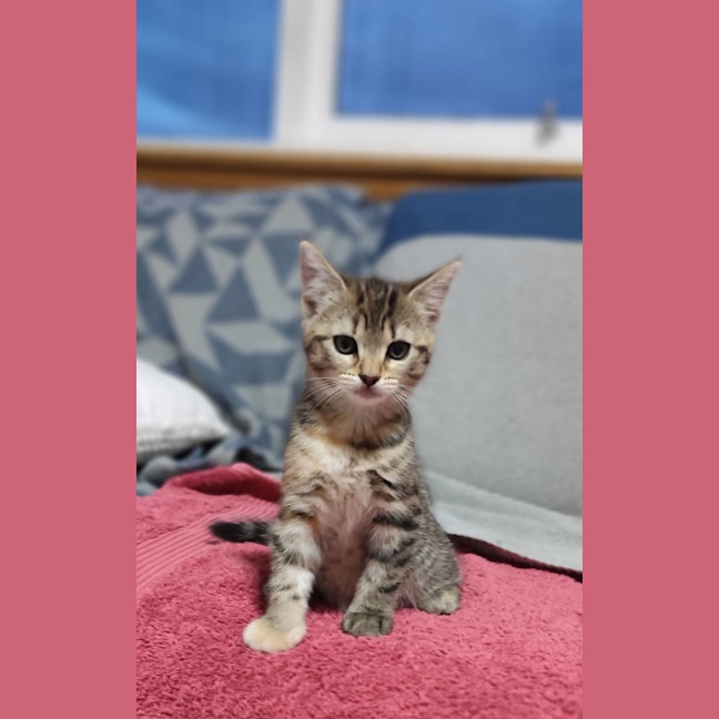 Photo of Tessie