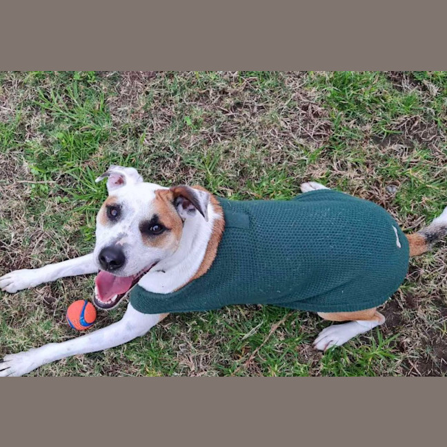 Photo of Twistie