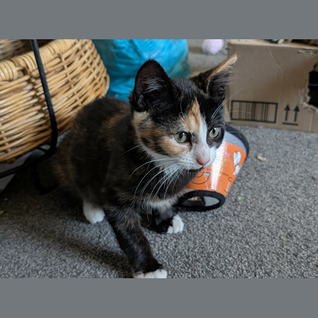Photo of Sushi