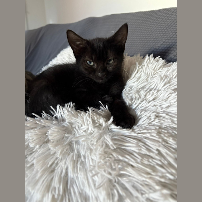 Photo of Black Panther