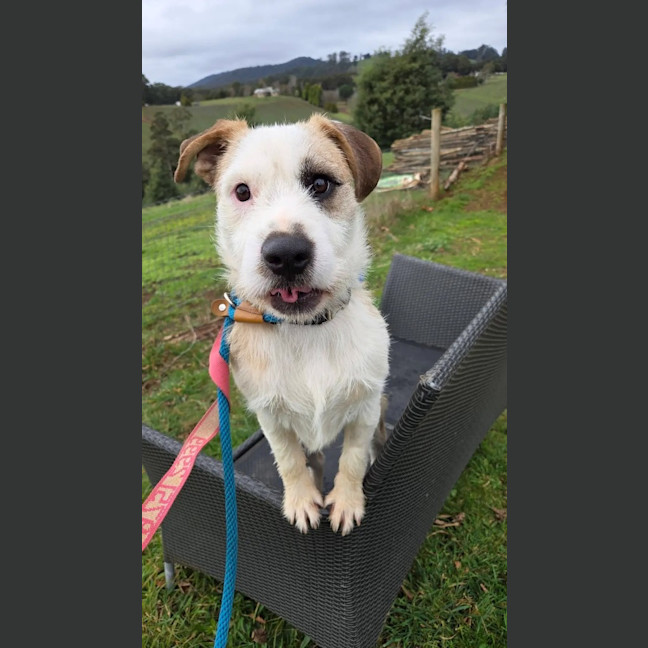 Photo of Scruffy