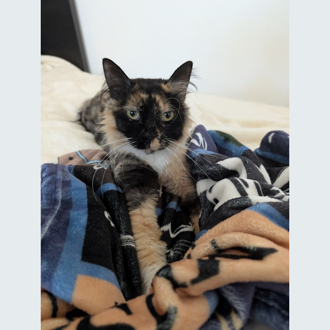 Photo of Charlotte   In Foster Care In Brunswick East