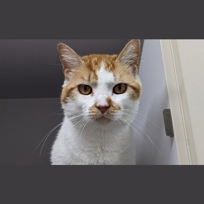 Photo of Puddin