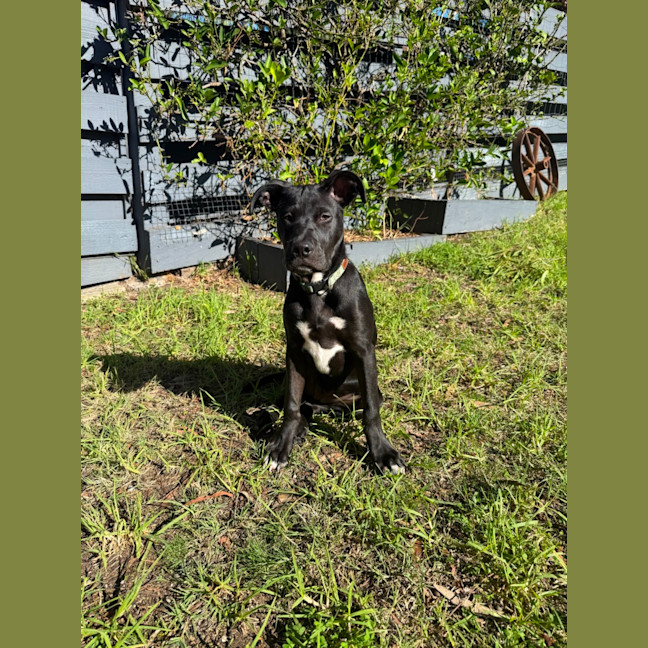 Photo of Sadie