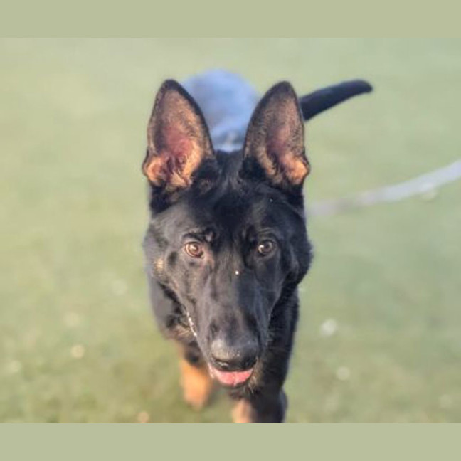 Photo of Arlo