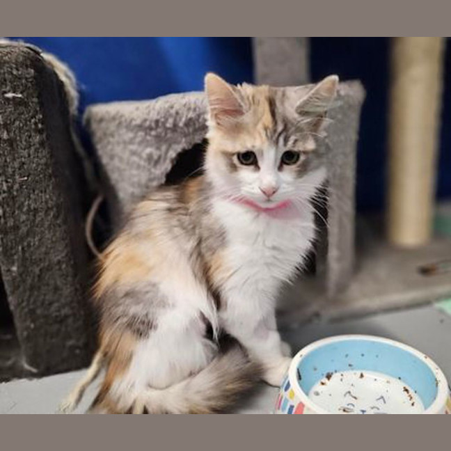 Photo of Princess
