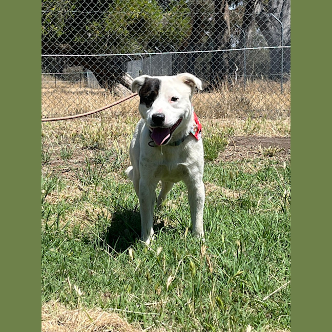 Photo of Captain Feathersword