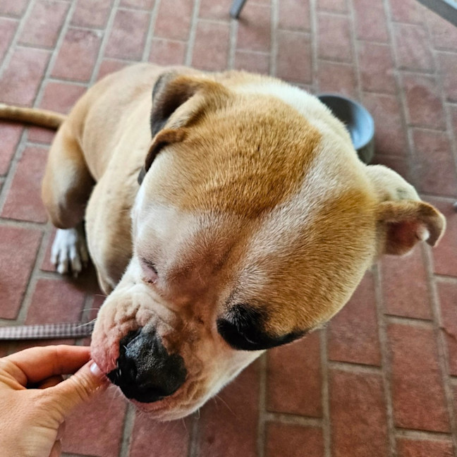 Photo of Maverick