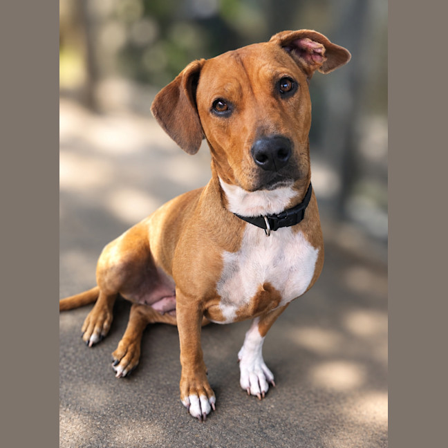 Photo of Cookie