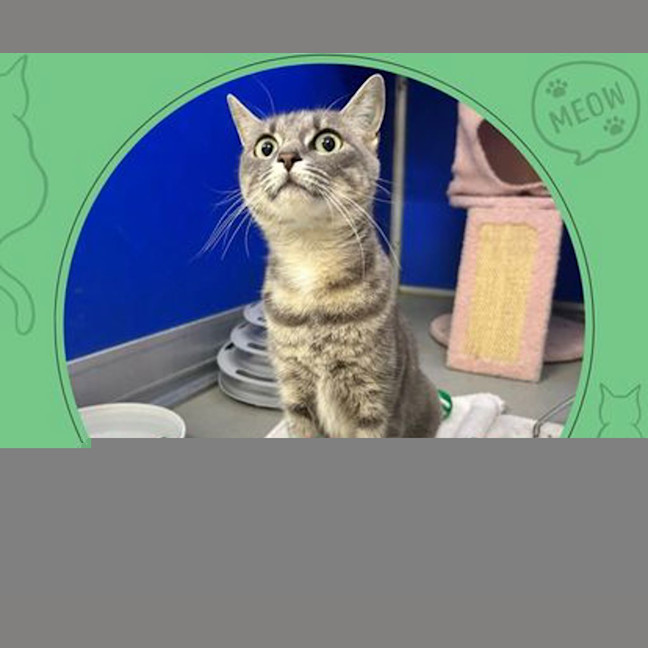 Photo of Tilly