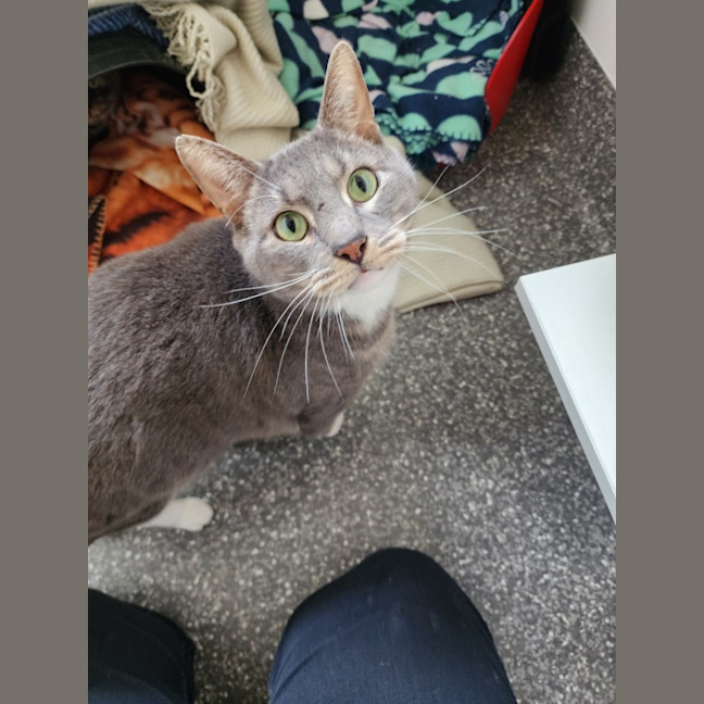 Photo of Charlie And Nala 