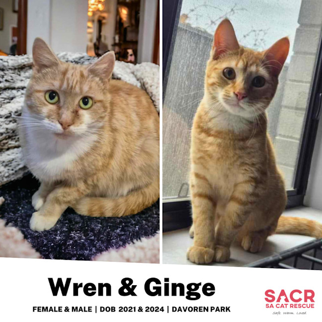 Photo of Mumma Wren & Little Ginge