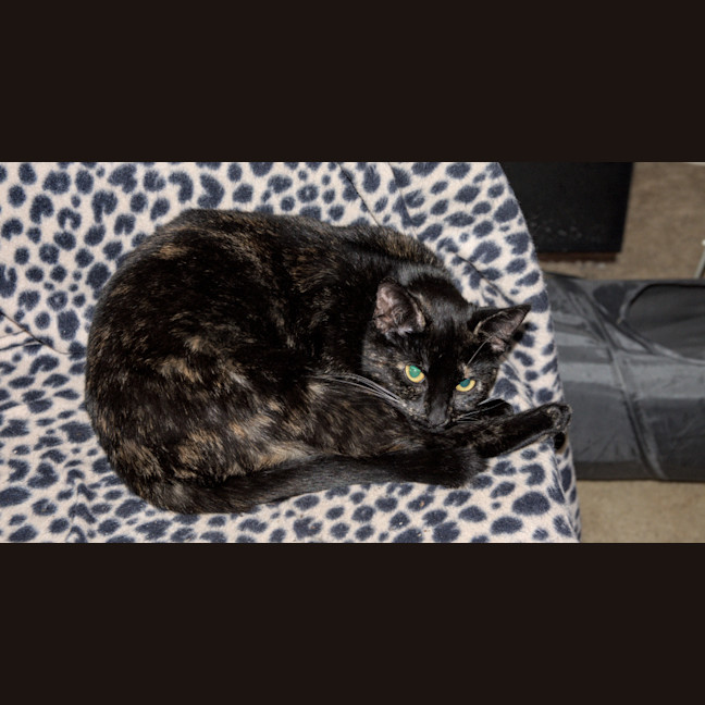 Photo of Freya