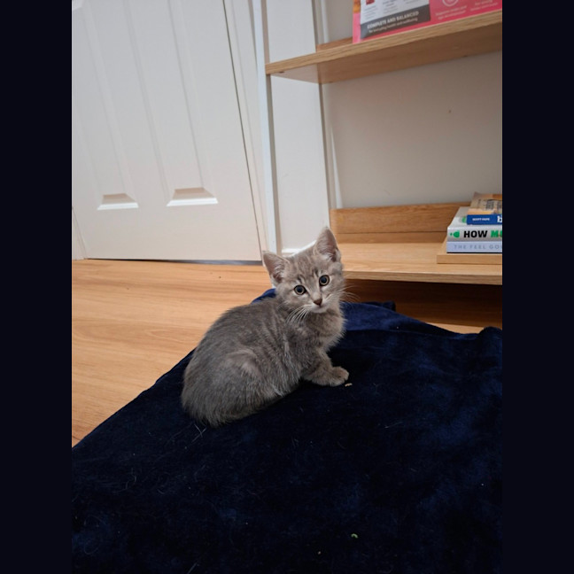 Photo of Otis