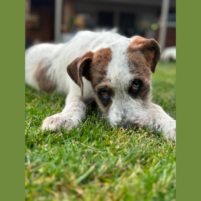 Photo of Nova