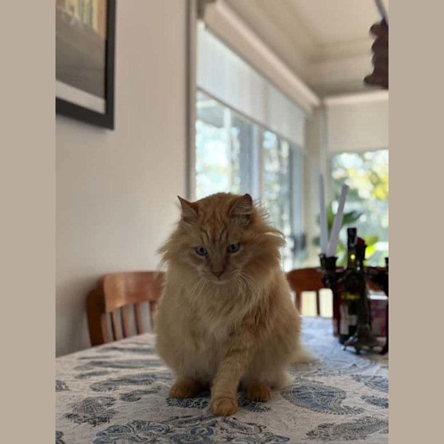 Photo of Putty   14 Year Old Domestic Medium Hair