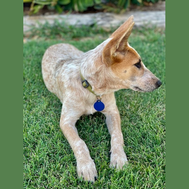 Photo of Amber