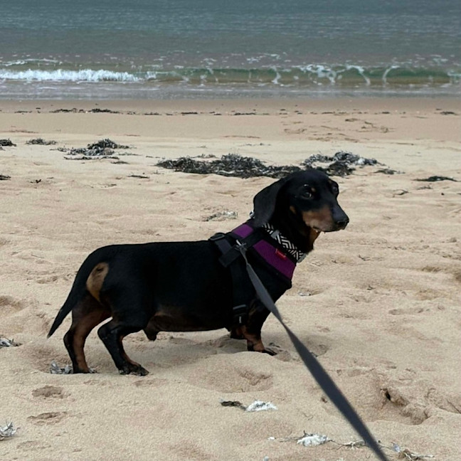 Photo of Perseus (Percy)