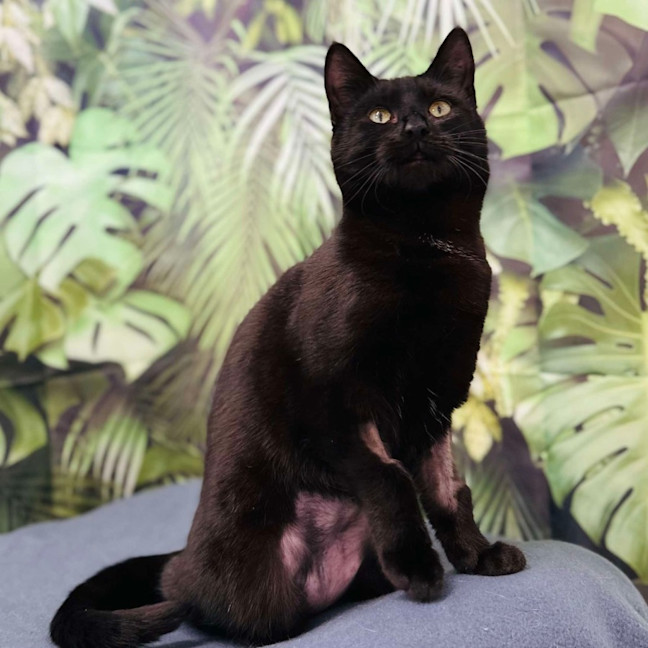 Photo of Desdemona Salem   Located In Preston