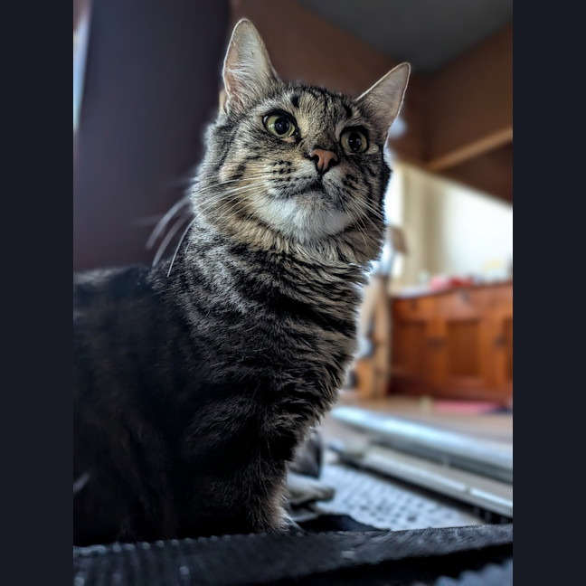 Photo of Daisy
