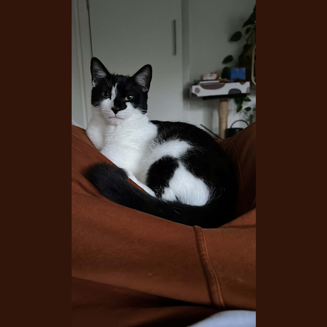 Photo of Mowgli   In Foster Care In Northcote