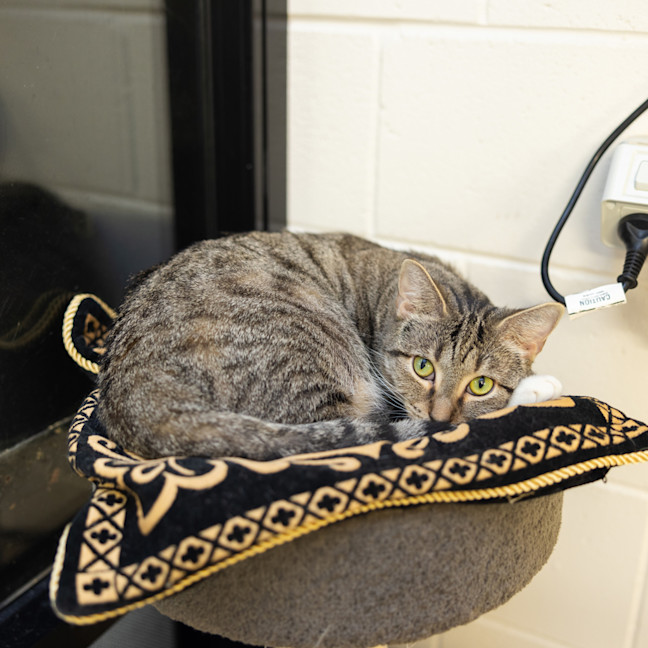 Photo of Sweetie 