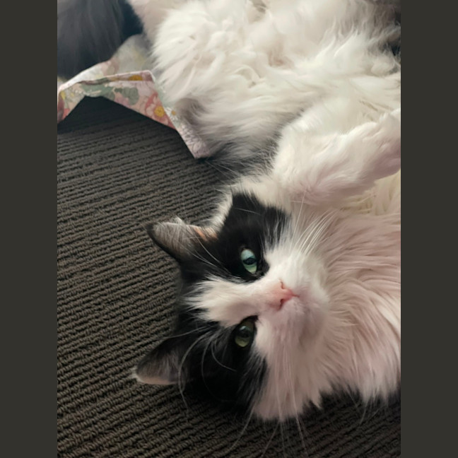 Photo of Luna