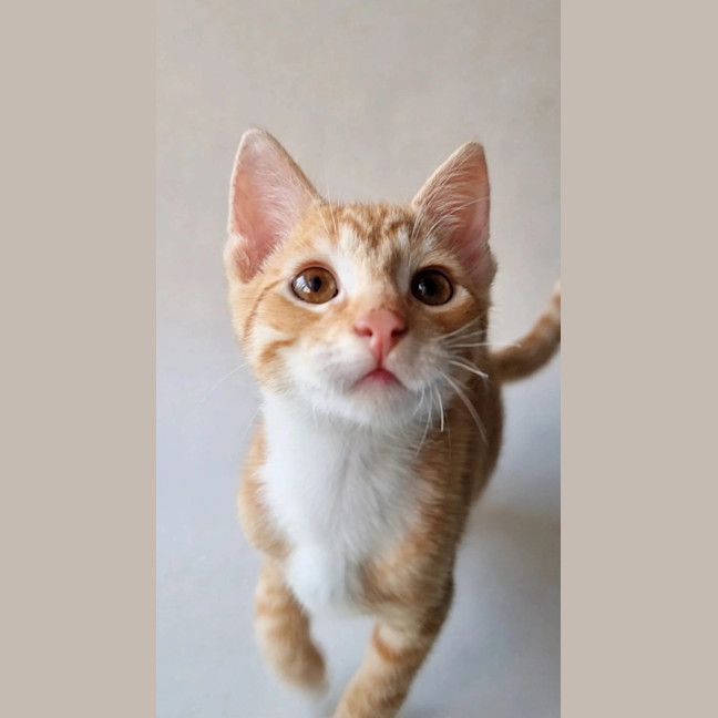 Photo of Maverick 