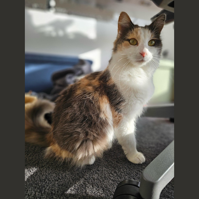 Photo of Bluebell