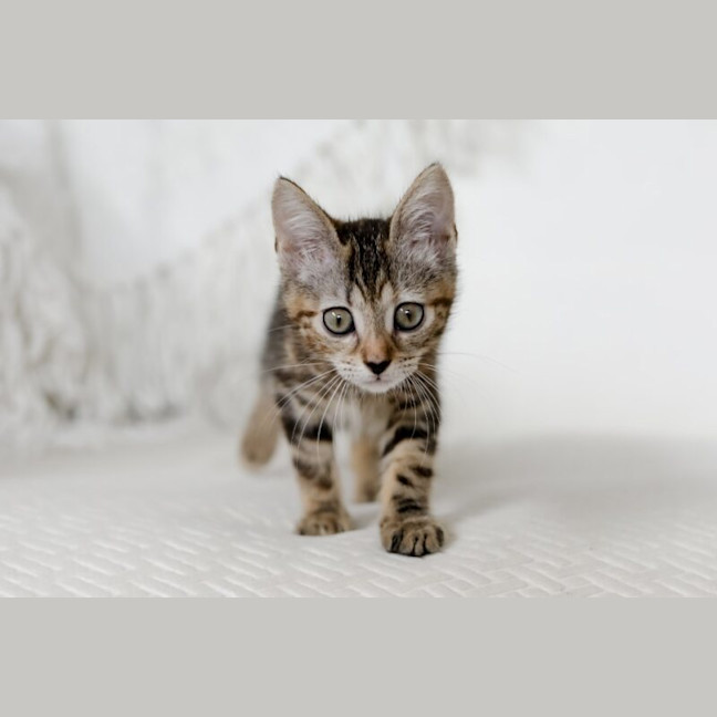 Photo of Nutmeg
