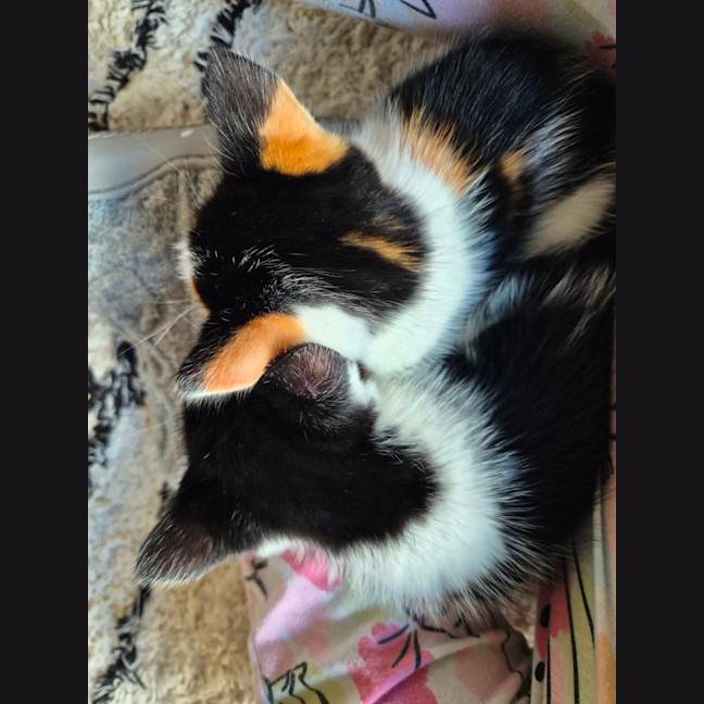 Photo of Roger Meet Me@Petstock Carrum Downs Store 