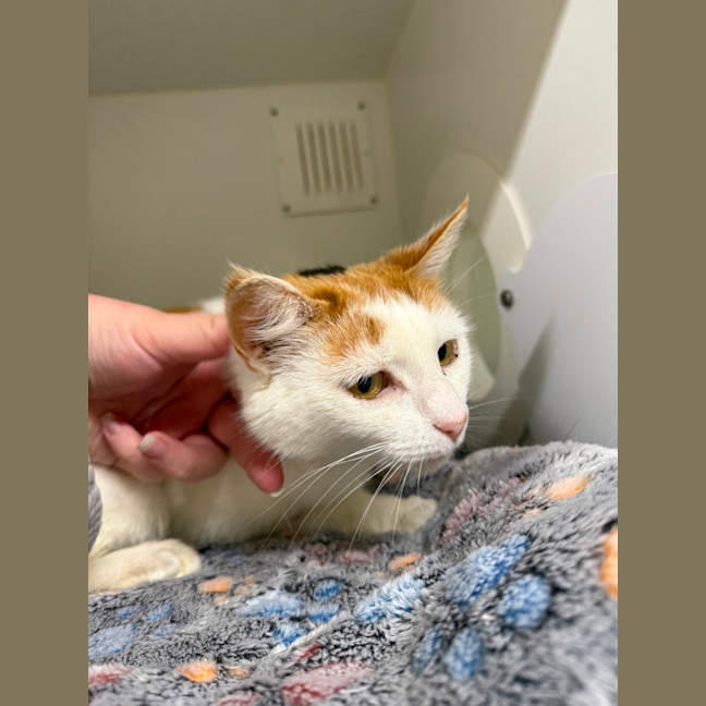 Photo of 🎪 Talulah 6700 🎪